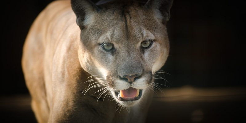 Cougar – wenn ältere Frauen mit jüngeren Männern kommen