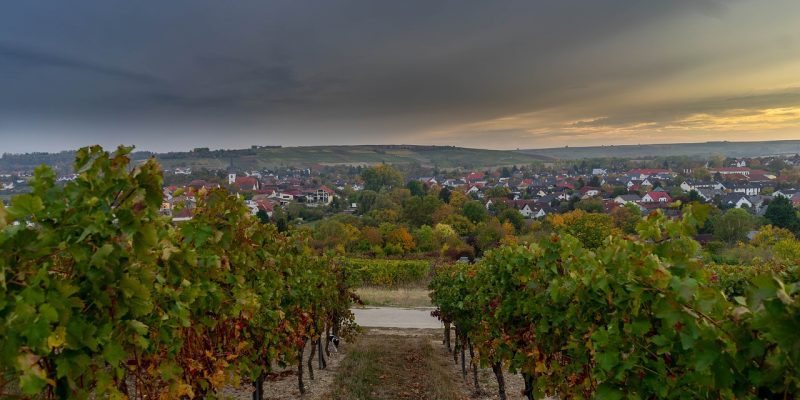 Sex & Wein – Swingerclubs in Rheinland-Pfalz
